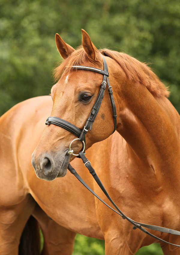 Baddeley C